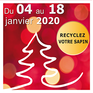 sapins vignette