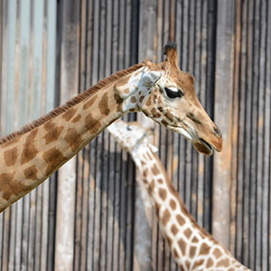 La Fête de la girafe aura lieu le 26 juin au parc de la Tête d'Or.