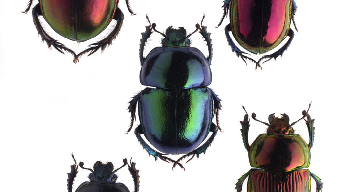 Coléoptères, insectes extraordinaires - Exposition temporaire - Musée des Confluences