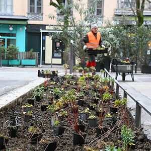 Des plantations place Sathonay (1er) en décembre 2022.