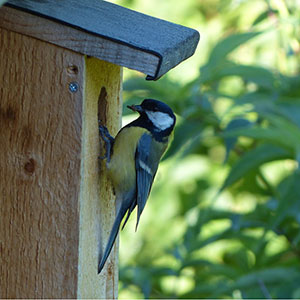 Une mésange au nichoir dans un jardin Ligue pour la protection des oiseaux