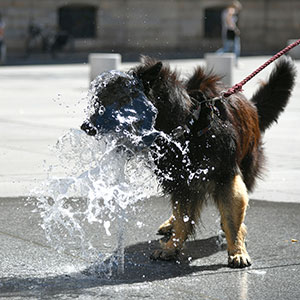 Un chien place des Terreaux