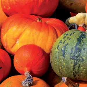 Festival des courges